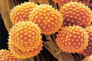 Что делать, когда понижены эозинофилы?