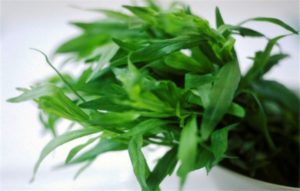 Эстрагон: полезные свойства многолетнего растения и области его применения