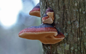 Как применяется гриб трутовик?