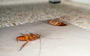 Борьба с тараканами современными методами