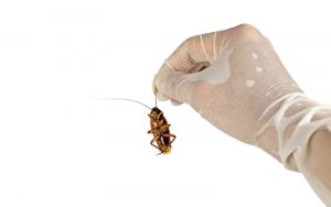 Как пользоваться ловушкой домиком от тараканов?