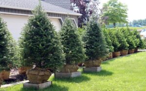 Как выбрать уличную ель: советы