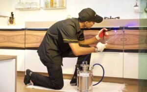 Профессиональные услуги по уничтожению различных видов насекомых: доверьтесь специалистам