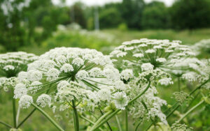 Борщевик: как бороться с вредным растением