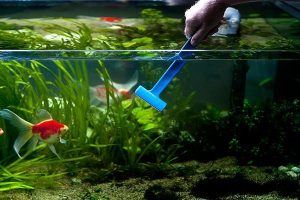 Ухаживаем за рыбками и аквариумом: как содержать "дом" рыбок в чистоте