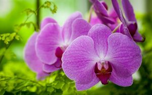 Орхидеи недорого – это реальность, доступная всем