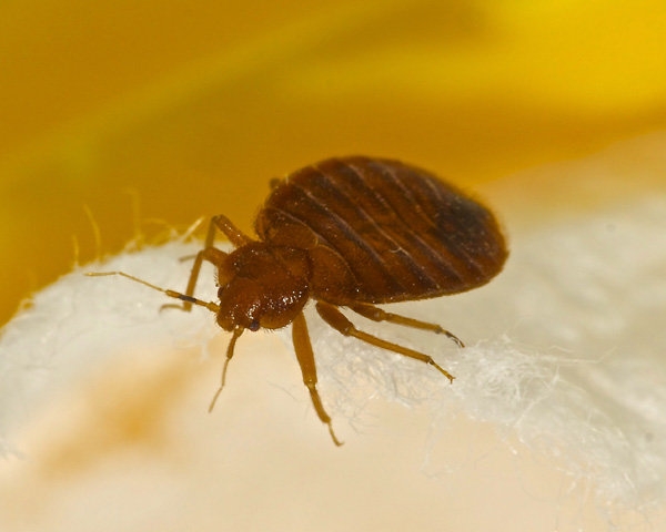 
    Нашествие клопов: готовы ли к нему врачи  