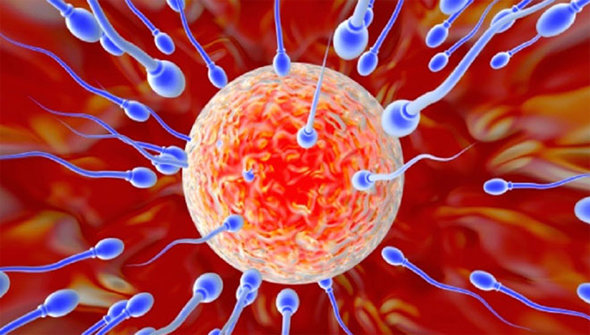 
    5 методик ЭКО: как выбрать подходящую  