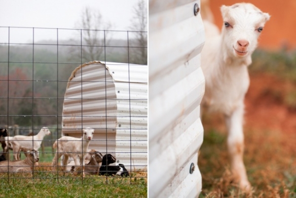 На ферму нужны волонтеры, чтобы обнимать маленьких козочек (4 фото)