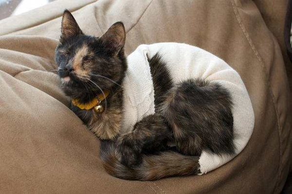 15 способов применения для носков, потерявших пару (20 фото)