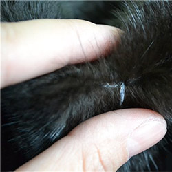 Как правильно выбрать шубу из норки