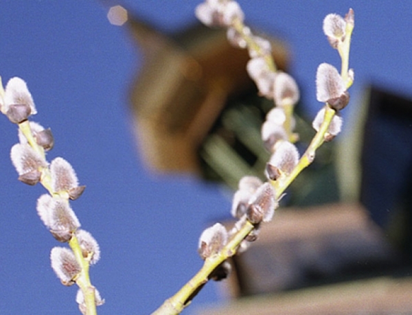 Поздравления с Вербным воскресеньем в стихах