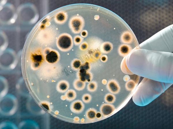 
    Трансплантация микробиоты — новое слово в медицине  