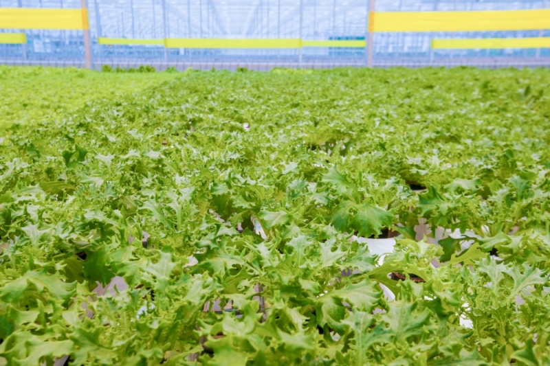 450 новых рабочих мест создали в городском округе Кашира