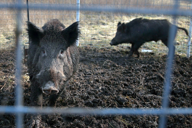 «Гигантские, умные и неуловимые». США угрожает нашествие суперсвиней