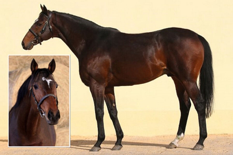 «Ночью снял с цепи и увел». У Кадырова похитили задержанного из-за санкций жеребца