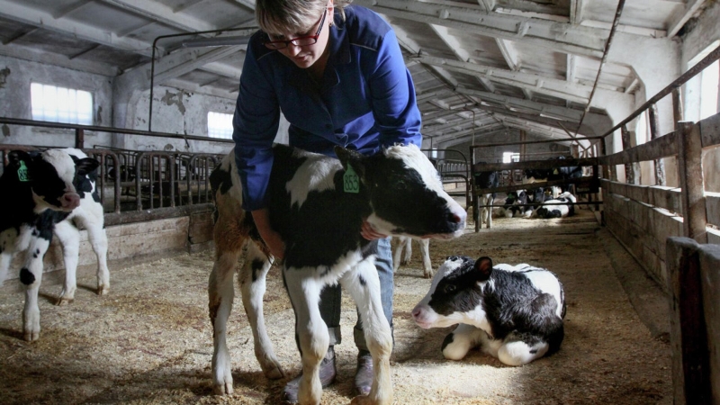 Правительство направит дополнительные средства на закупку ветпрепаратов