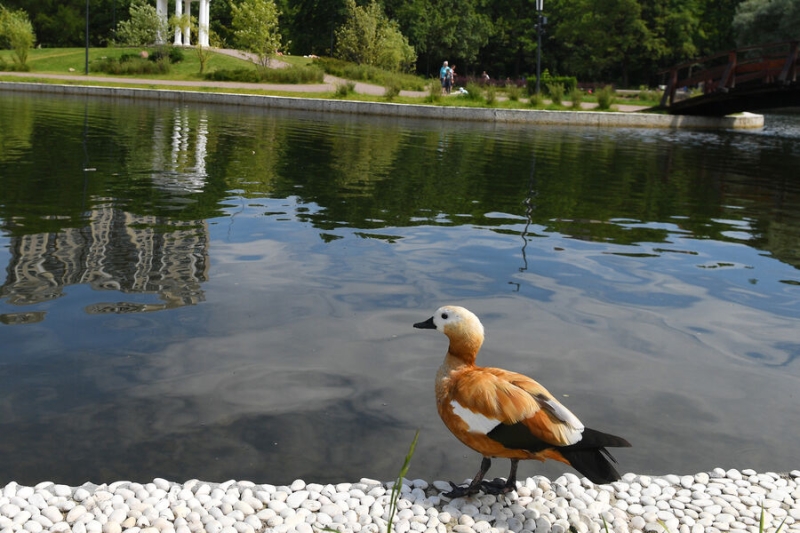 Мэр Собянин ввел в Москве карантин из-за распространения птичьего гриппа 
