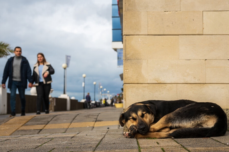 «Развяжет руки главам регионов». Зоозащитники протестуют против законопроекта о бездомных животных 