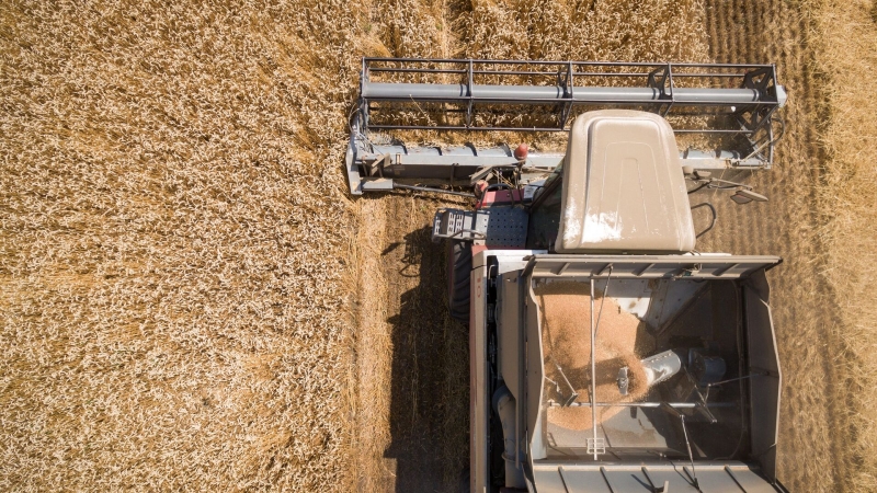 В Краснодарском крае спрогнозировали рост цен на зерно