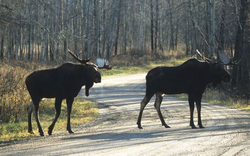 
            Водителей предупредили о миграции лосей в Мособласти
        