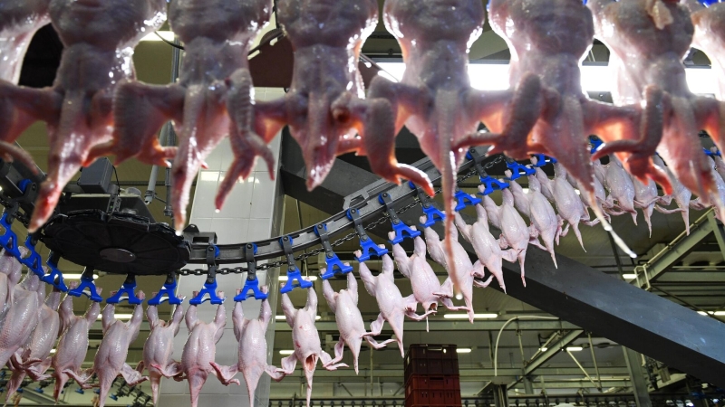 Россия отменяет на год таможенные пошлины на ввоз замороженного мяса кур