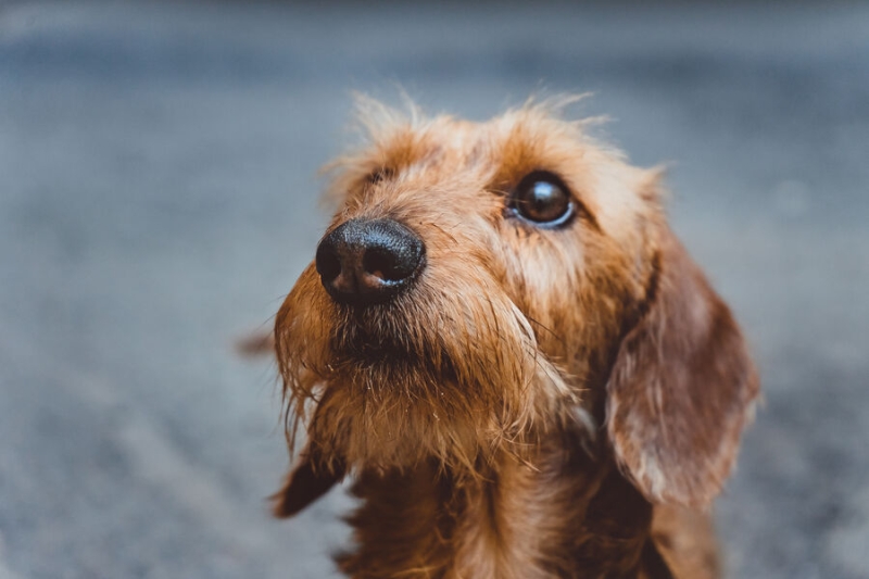 Рассказы про потерявшихся домашних питомцев, которые вернут вам веру в человечество 