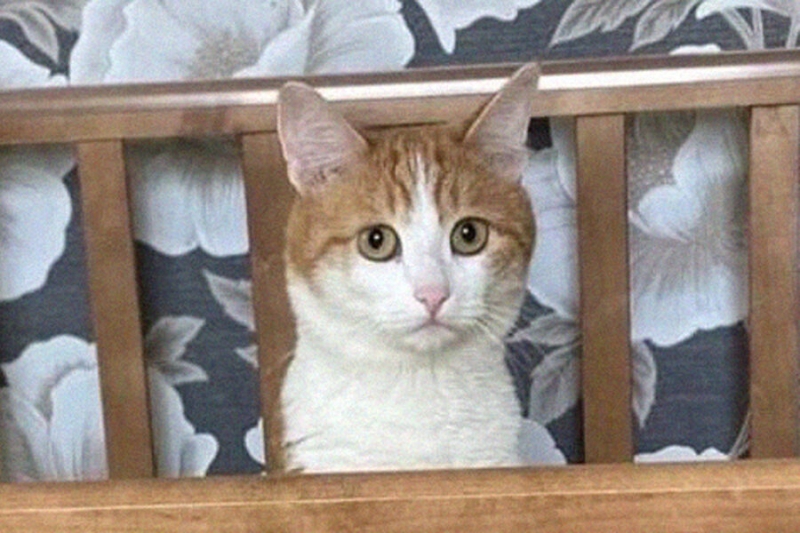 РЖД запретит проводникам высаживать животных из поездов после гибели кота Твикса