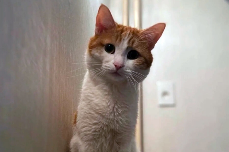 В РЖД заявили, что хозяин Твикса видел кота у проводницы, но не узнал его 