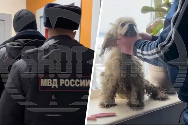 В Подмосковье спасли собаку, брошенную хозяином в запертой квартире 