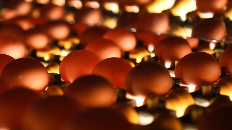 Мосстат посчитал, насколько в столице подорожали яйца