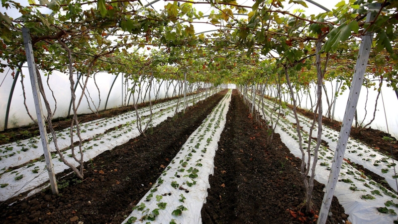 Эксперт рассказал, когда закроется дефицит саженцев винограда в России