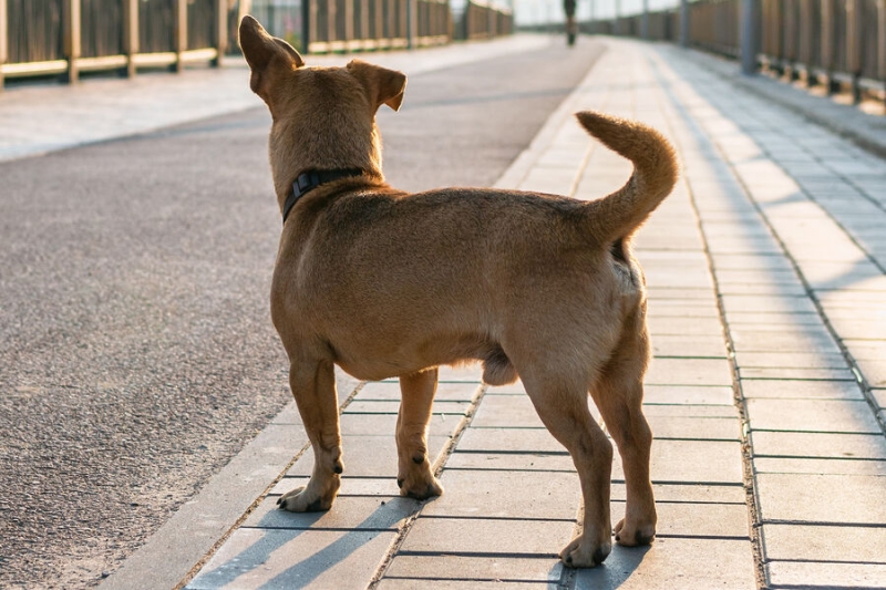 Евросоюз ужесточил правила ввоза домашних животных из России и Белоруссии 