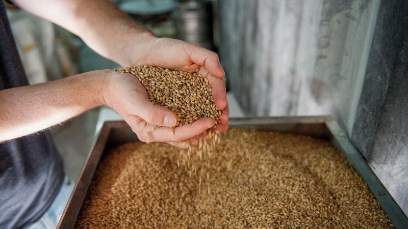 Ячменя для пива в России будет достаточно, считает глава ОПХ