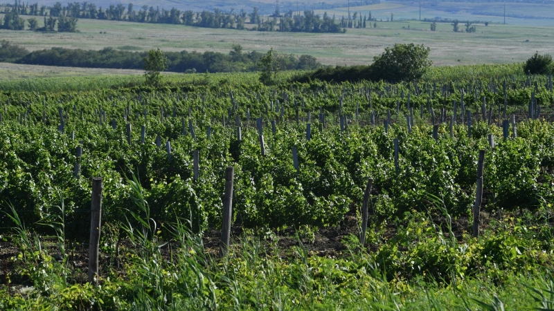 В России начнут выращивать виноград на севере