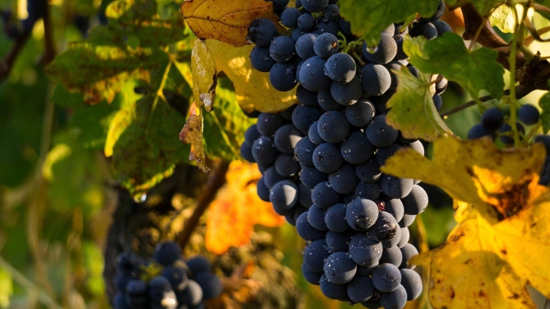 В Молдавии сокращается урожай винограда