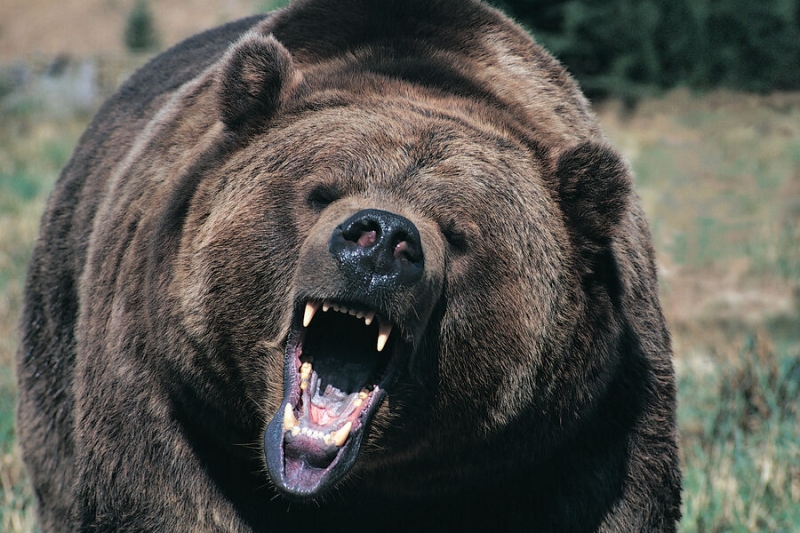 В Приморье застрелили медведя, задравшего двух человек и 35 собак 