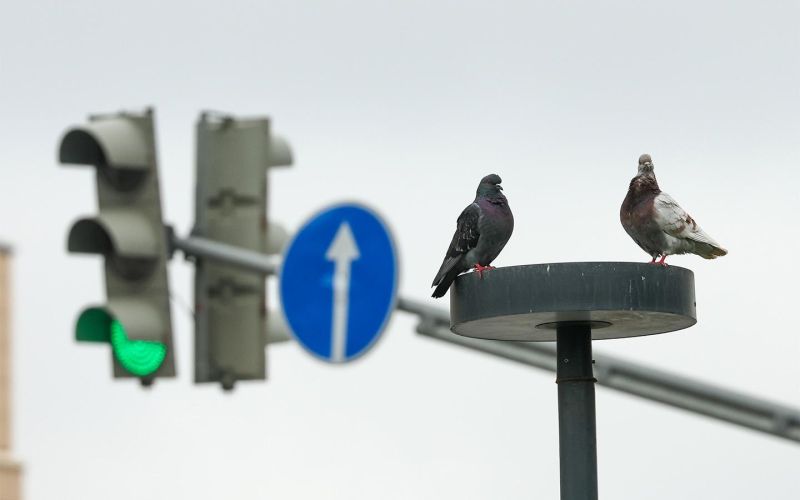 
            Билет 1, вопрос 6 ПДД. Что означает мигание зеленого сигнала светофора
        