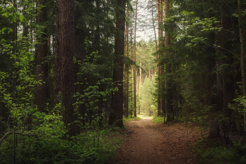 Нацпроект «Экология» помогает заботиться о лесах в России 