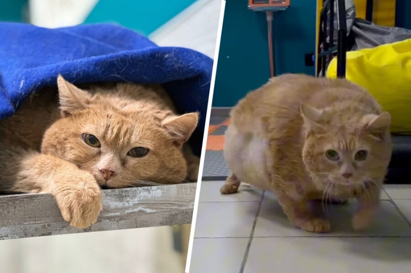 В Перми умер кот Крошик, весивший 17 кг 