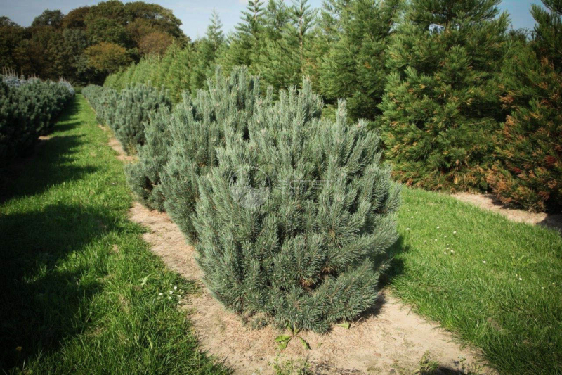 Как выбрать лучшие сосны для дачного участка