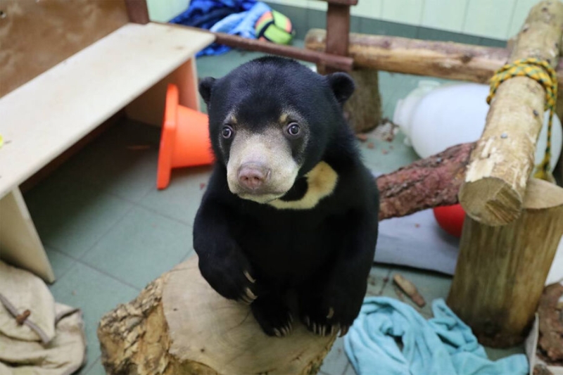 В столичном зоопарке поселятся два малайских медвежонка 