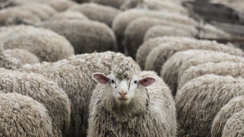 Грузия отказалась от российских овец в 2024 году