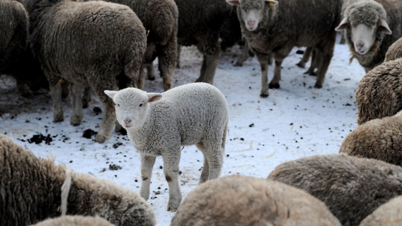 Монголия утвердила квоты на импорт животноводческой и племенной продукции