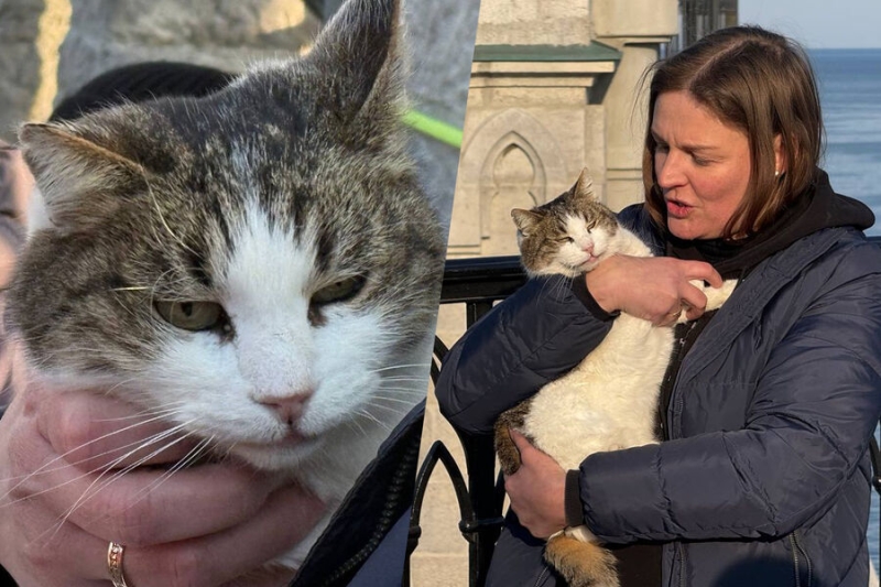 «Она очень плакала»: сброшенную с обрыва кошку Мусю нашли живой спустя три дня 