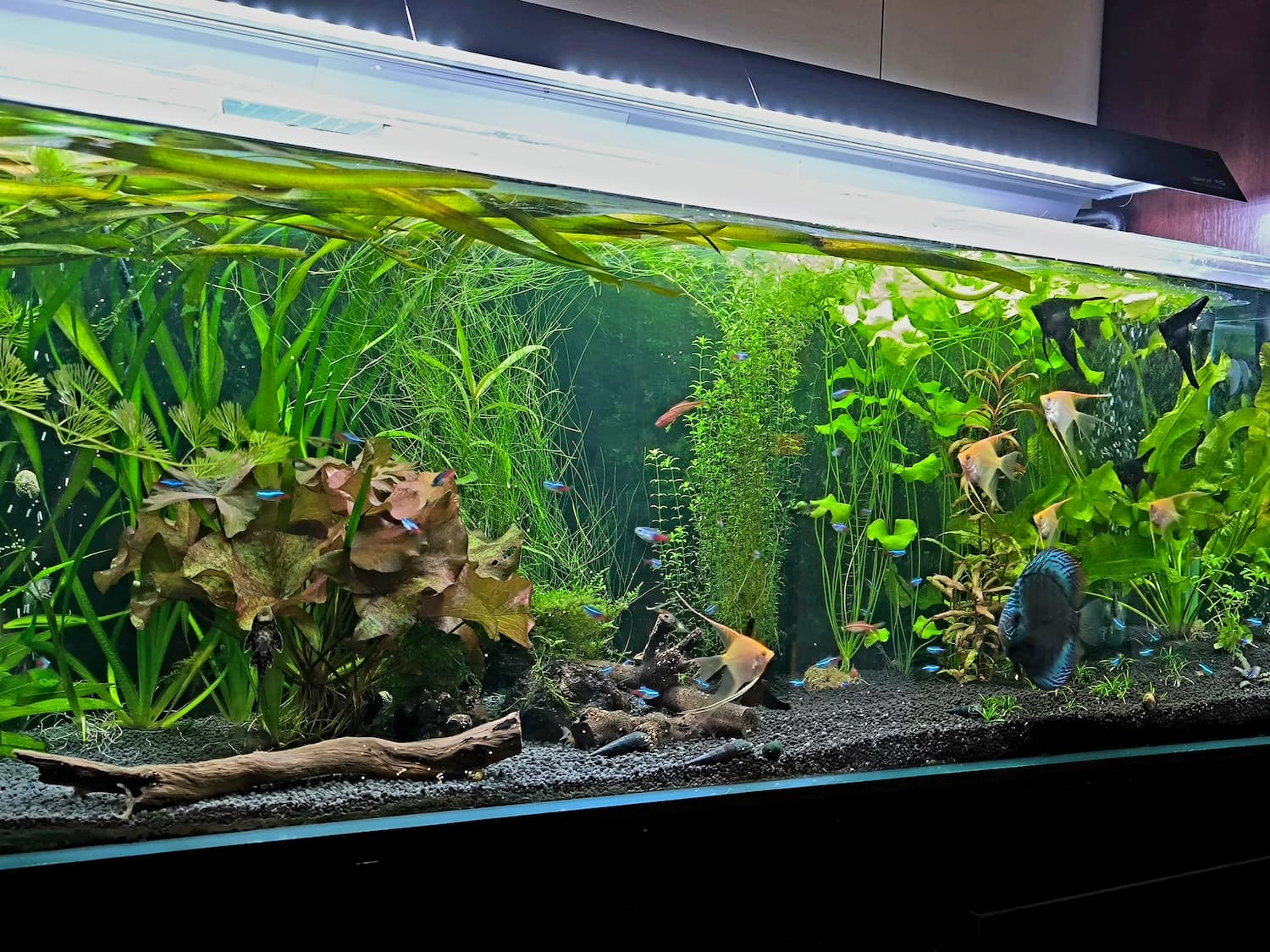 Подводные и наземные шедевры: как создать неповторимый аквариум или террариум