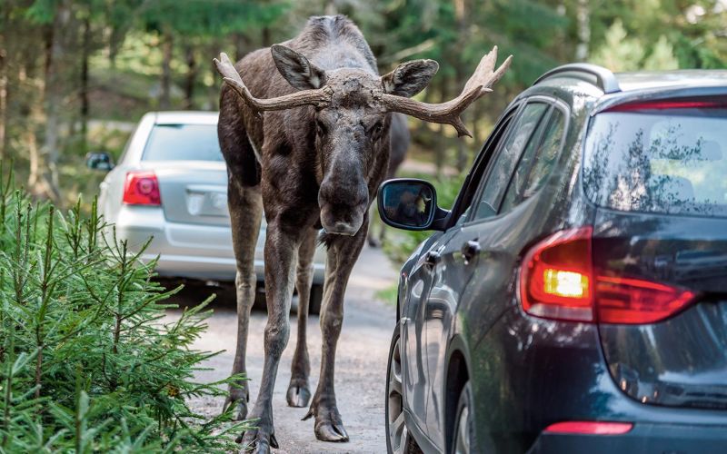 
            Какие штрафы грозят водителю за сбитого лося
        