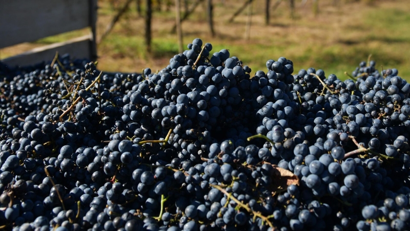 Эксперт объяснил смысл закона о виноделии в России