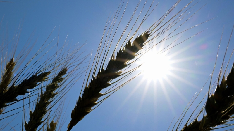 Министр сельского хозяйства рассказала о влиянии непогоды на урожай