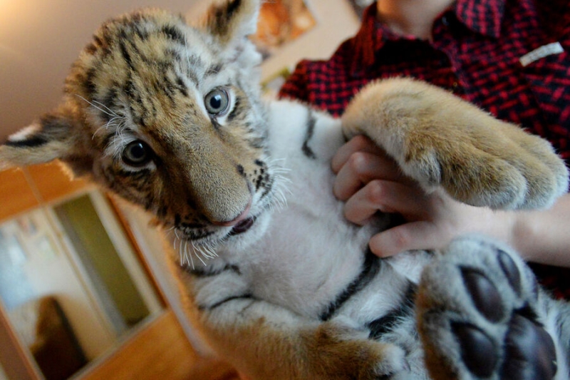 Никакой экзотики: россиянам запретили держать дома медведей, слонов и тигров 